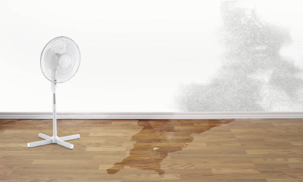 Best Water damage cleanup near me  in Sudden Valley, WA